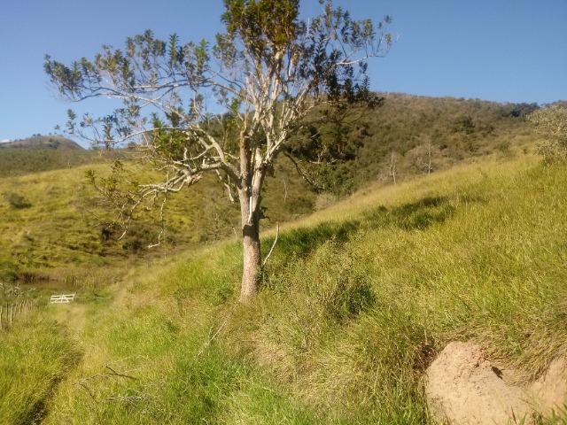 Fazenda 97 Alqs Na Região do Vale do Paraíba SP Negocio de oportunidade - Leia o anúncio - Foto 20