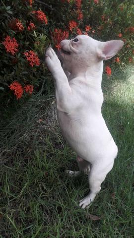 Buldogue Francês - Foto 5