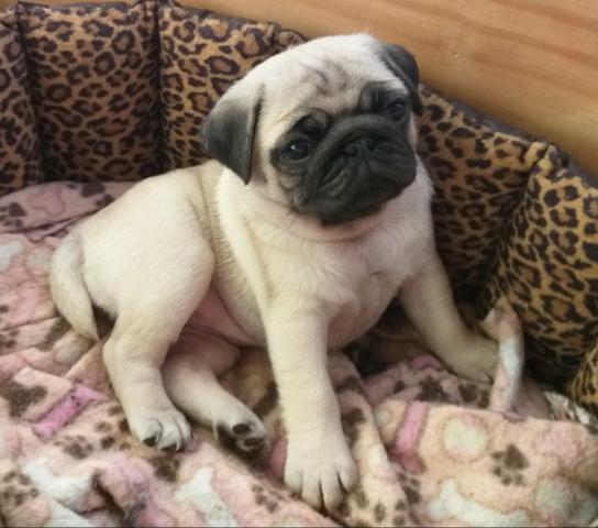 Pugs com Padrão e Garantia