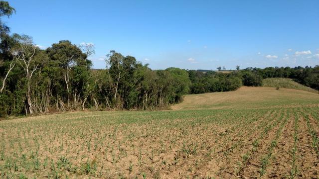 Chácara em Campo Largo Bairro Rondinha - Estrada da Sereia - Foto 5