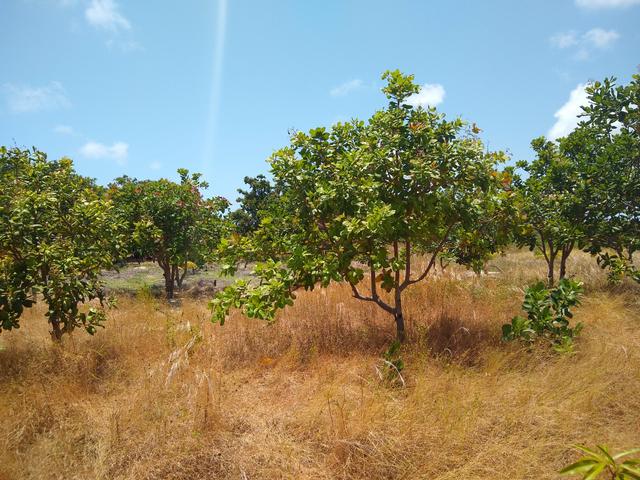 Terreno em Cascavel- Caponga