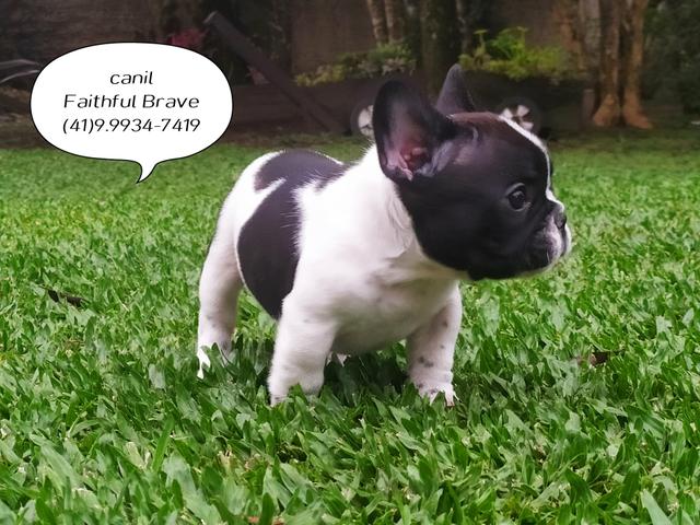 Bulldog francês/ Para quem busca qualidade e procedência na Criação! - Foto 3