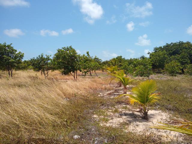 Terreno em Cascavel- Caponga - Foto 5