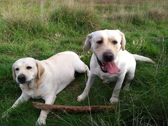 Filhotes TOP's de Labrador Retriever Champanhe!