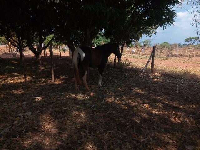 Cavalo mangalarga. Top manso de sela - Foto 2