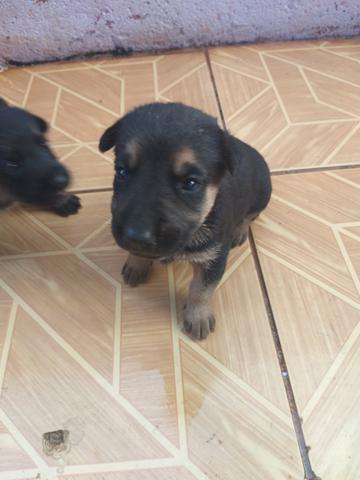 Vende-se Cães da Raça Pastor Alemão - Foto 3