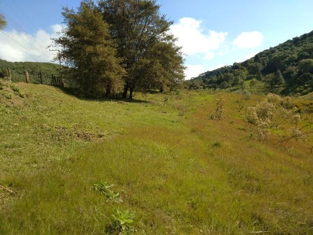 Chácara de 4.300m2 em Bocaiuva do Sul - Foto 5