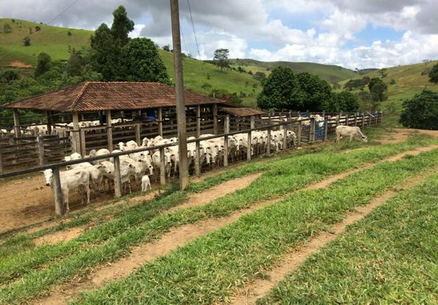 Fazenda região de Itanhaém BA - Foto 3
