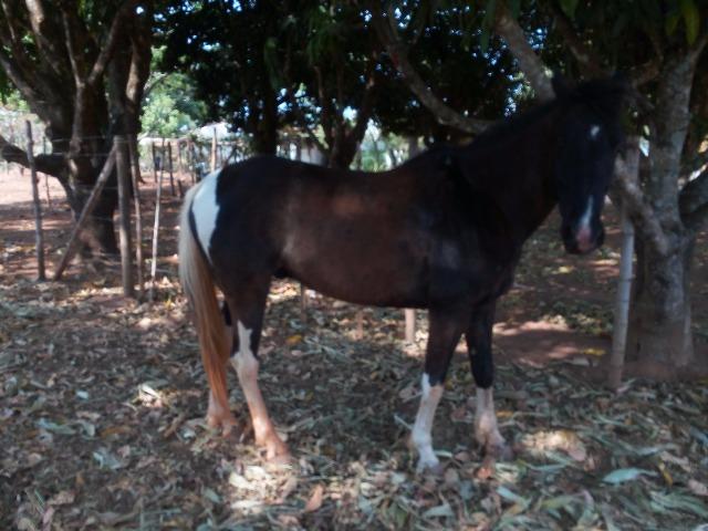 Cavalo mangalarga. Top manso de sela