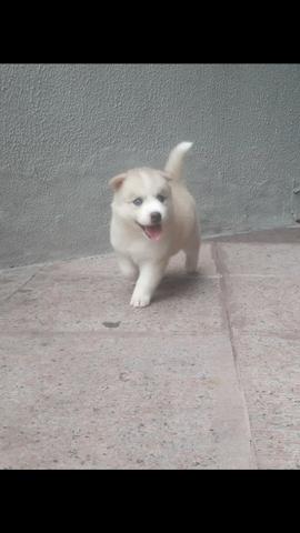 Husky filhote com pedigree