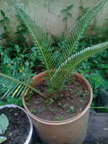 Mudas de plantas - Foto 4