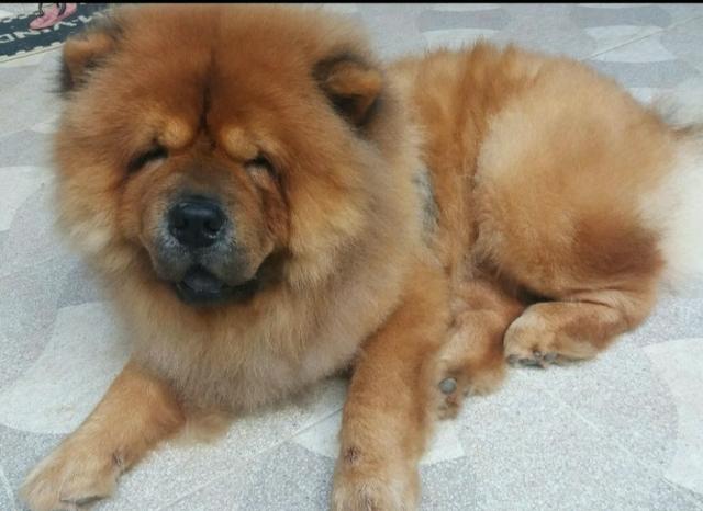 Chow chow - Foto 3