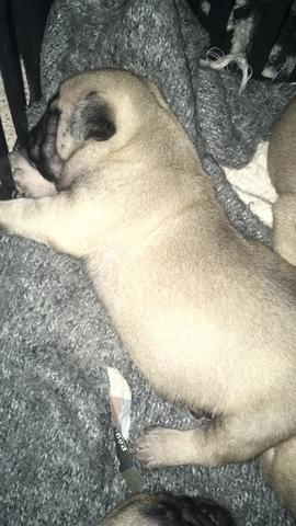 Filhote pug