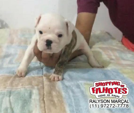 Bulldog Inglês machos e fêmeas, todas cores, para maiores informações what's
