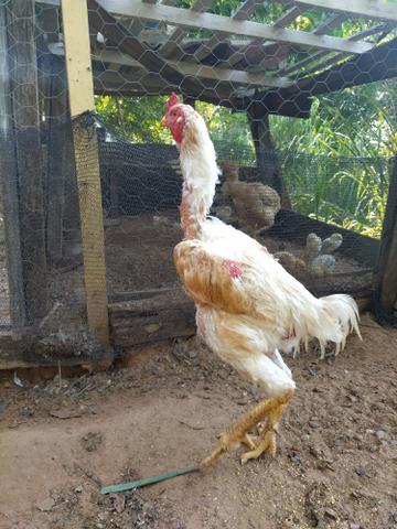Galo índio gigante - Foto 3