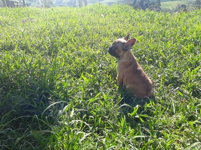Buldogue francês super promoção parcelo cartão