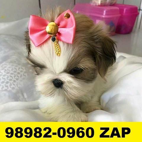 Canil Filhotes Cães Shihtzu Maltês Beagle Basset Poodle Lhasa Yorkshire