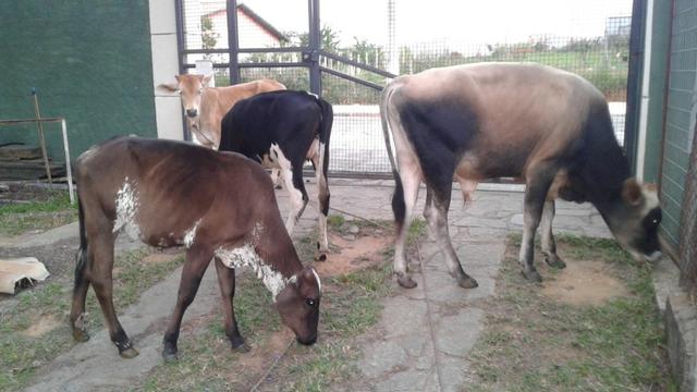 Touro puro Jersey - Foto 3