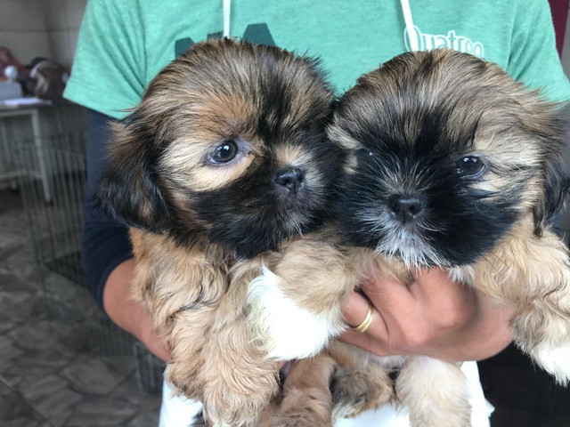 pedigree lhasa apso