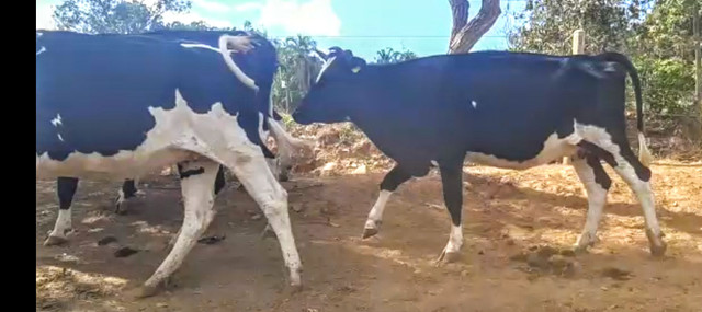 Novilhas e vacas Girolandas 3/4 e 7/8 extra - Foto 4