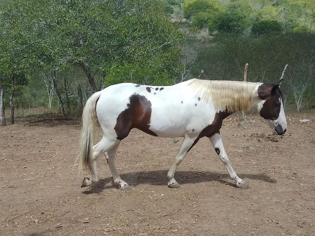  Cavalo pampo