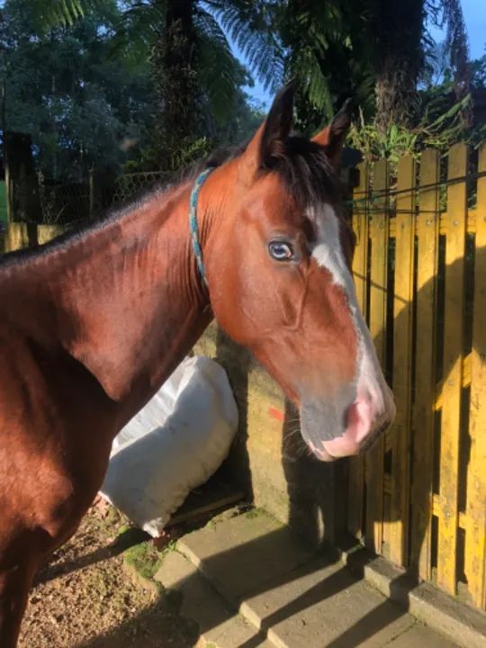 CAVALO CRIOULO OLHO AZUL - Foto 4
