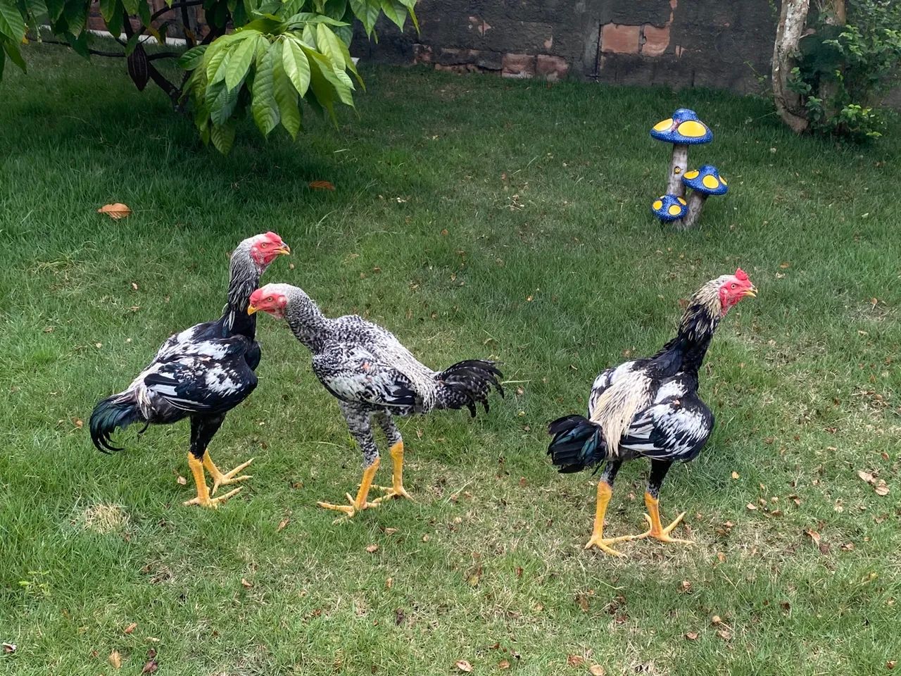 Anúncio: Frangos Índios Gigantes - Genética de Alto Padrão**    - Foto 4