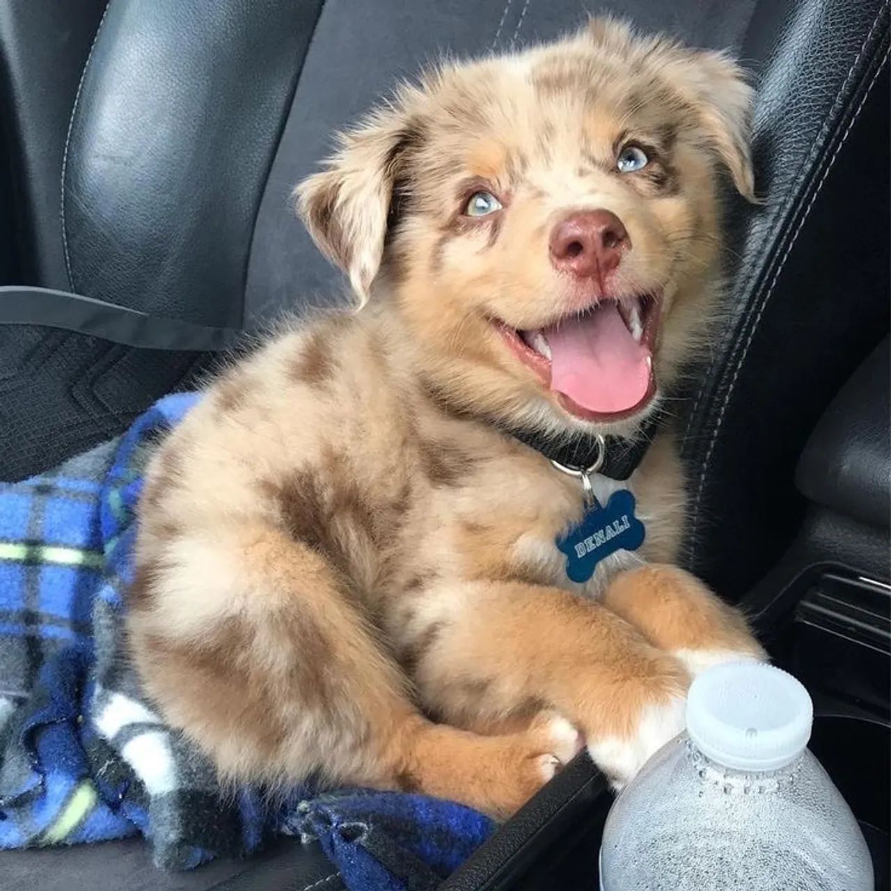 Border Collie Procurando Um Lar Amoroso Para esse amiguinho