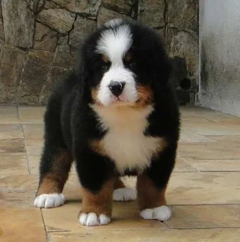 Bernese mountain dog store olx