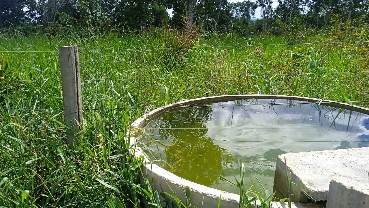 VENDO FAZENDA TERRA, GADO, ROÇA