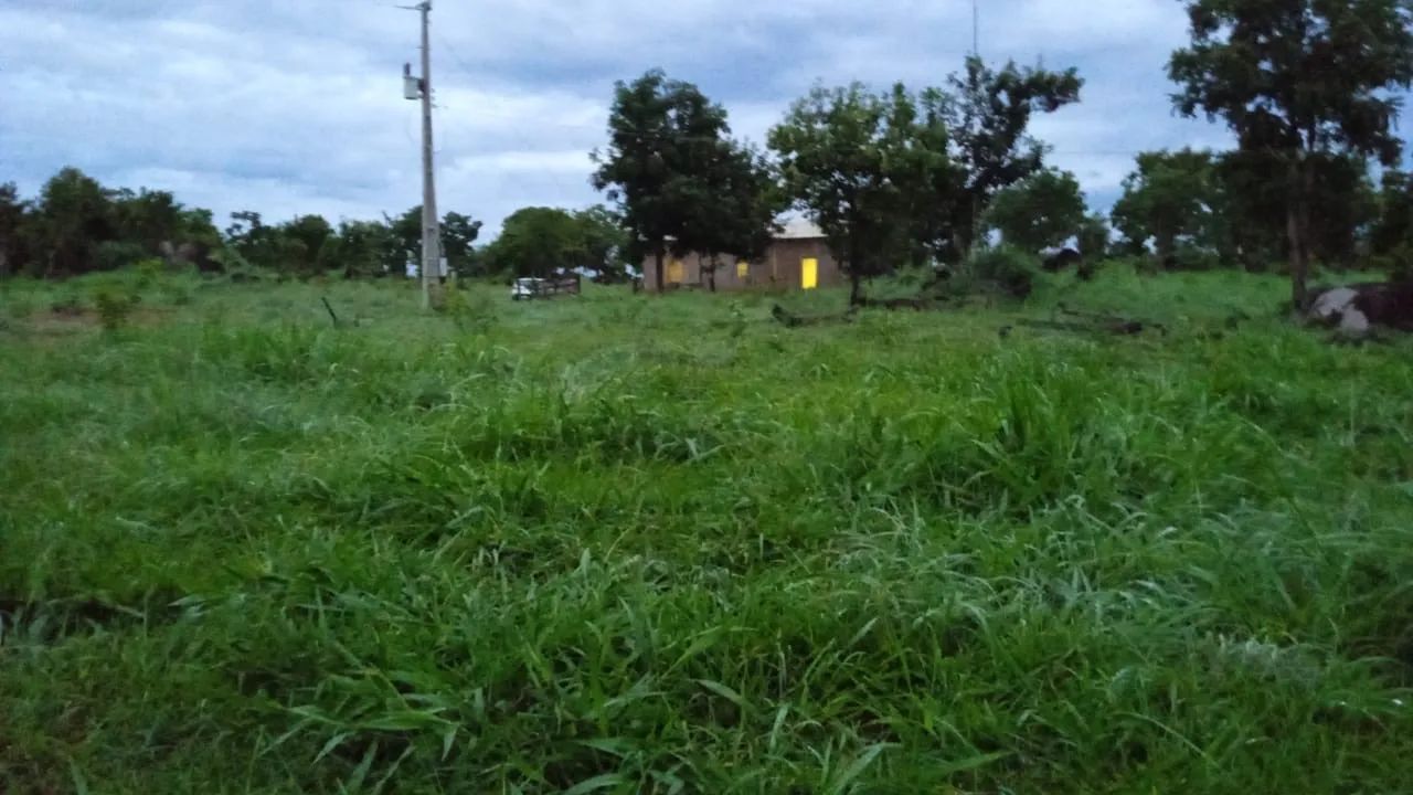 VENDO FAZENDA TERRA, GADO, ROÇA - Foto 3