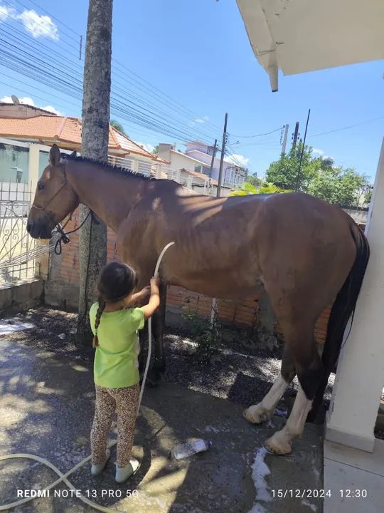 Vendo cavalo  - Foto 2