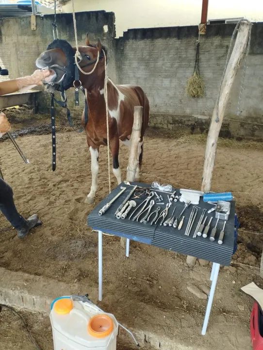 Cavalo de passada manso  - Foto 4