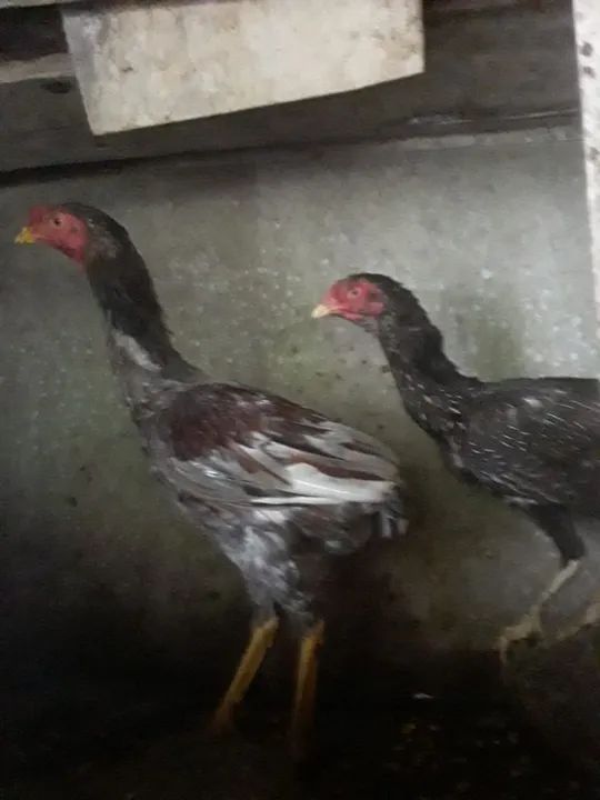 Galo suro - Foto 2