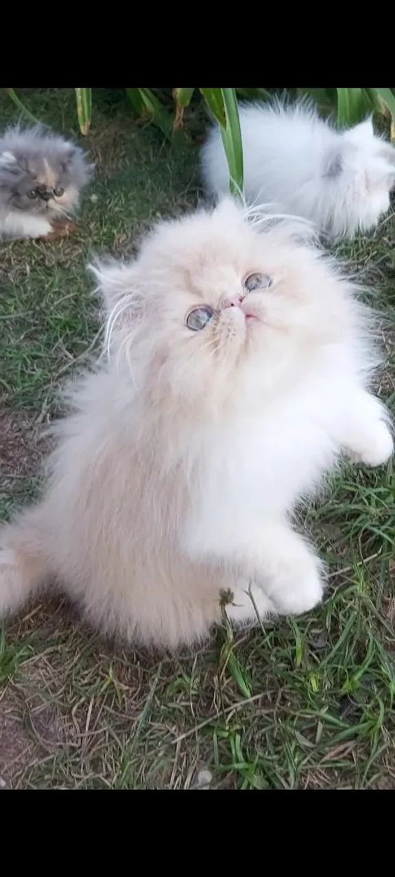 Maravilhosos Filhotes de Gato Persa 