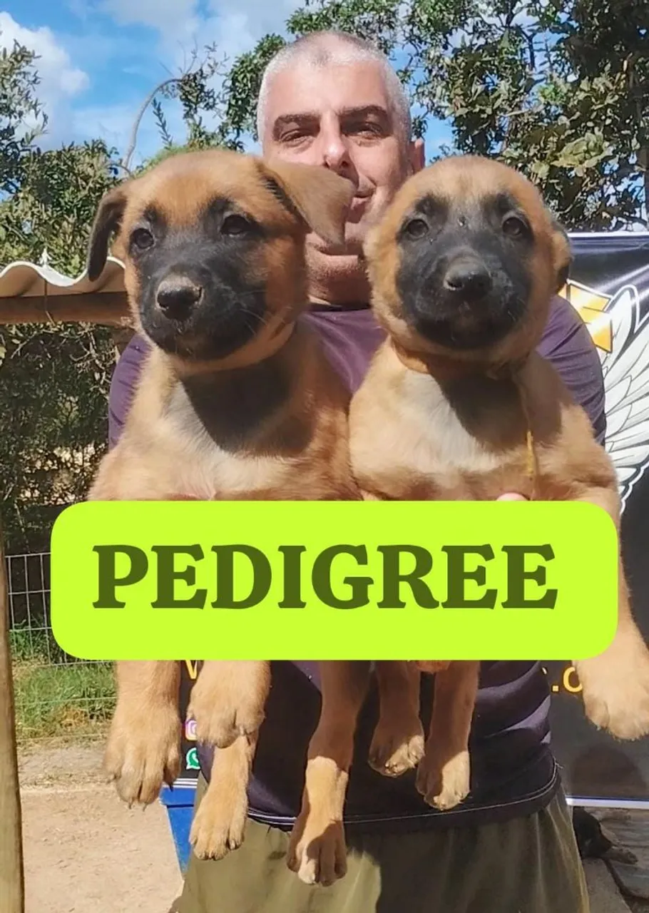 Filhotes de Pastor Belga Malinois com Pedigree