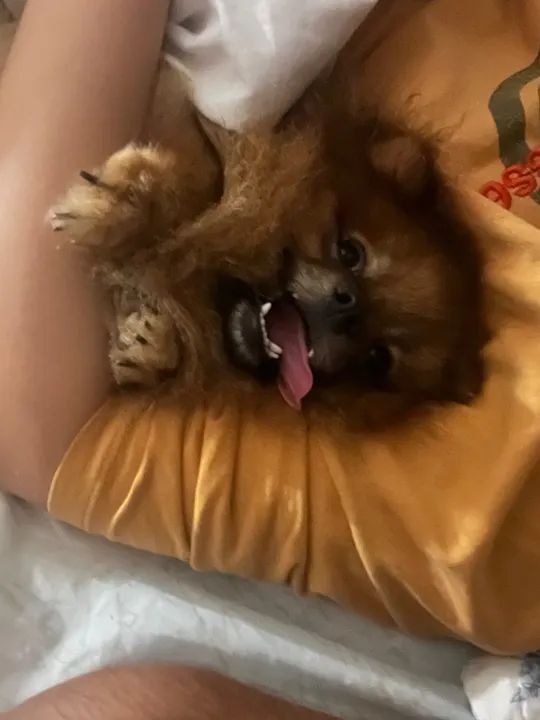 Spitz Alemão p/ cruz4r  - Foto 4