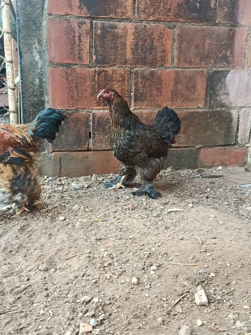Casal de galinha Brahma