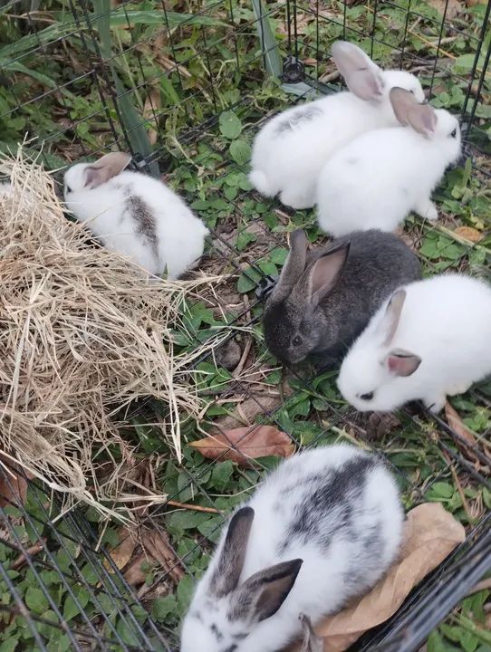 Coelhos fofinhos para adoção! - Foto 5