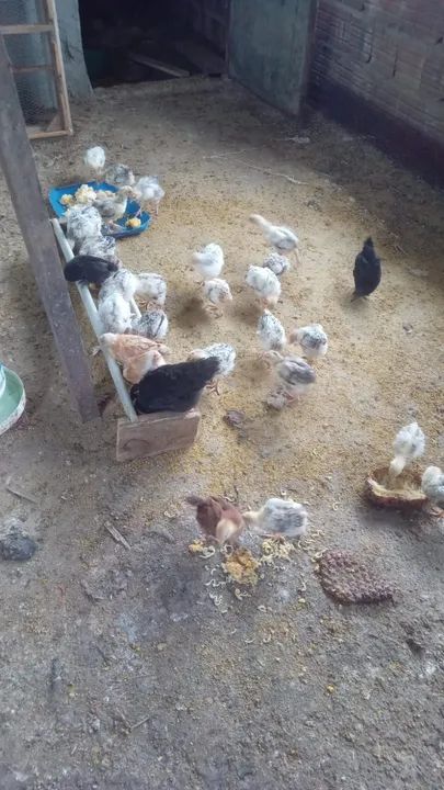 Vende-se 35 pintos  - Foto 4