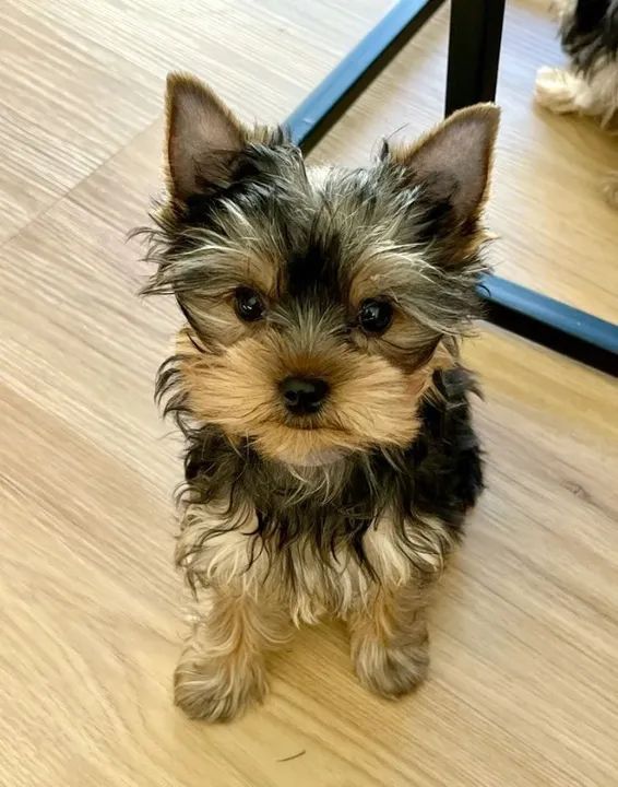 Yorkshire Terrier filhote forte macho