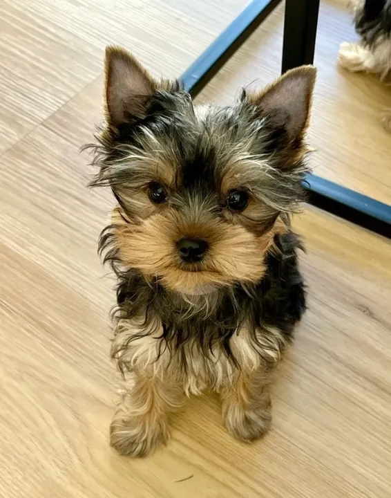 Yorkshire Terrier filhote forte macho