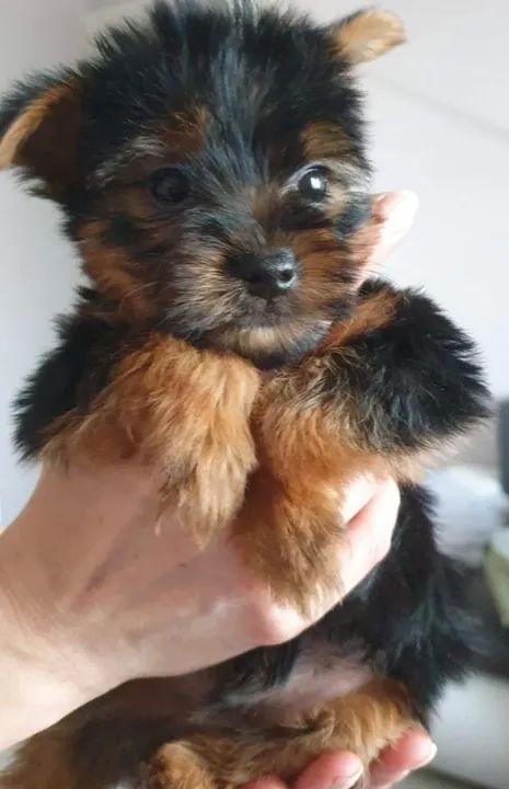 Yorkshire Terrier- Filhotes cheios de ternura à venda 