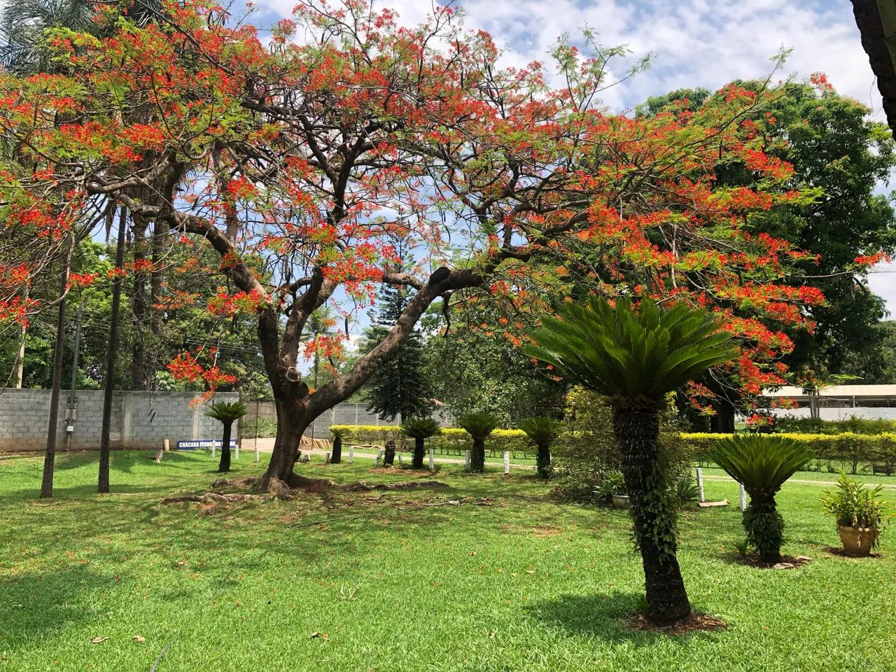 Aluguel chácara em Goiânia e Aparecida de Goiânia  - Foto 11