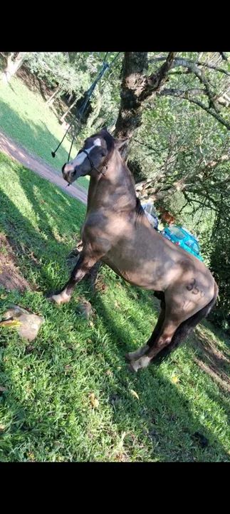 Cavalo crioulo  - Foto 5