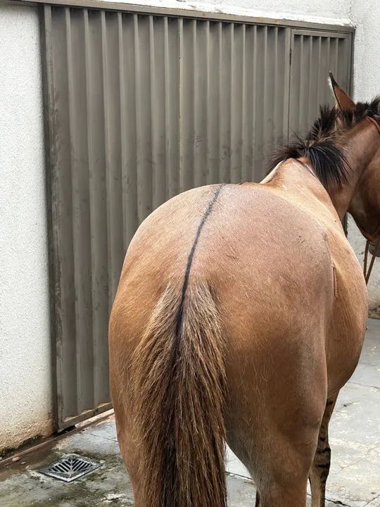 Burro mais a traia a venda  - Foto 3