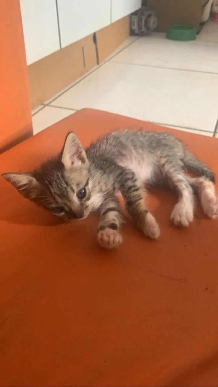 Gatinho Filhote - Para Doação