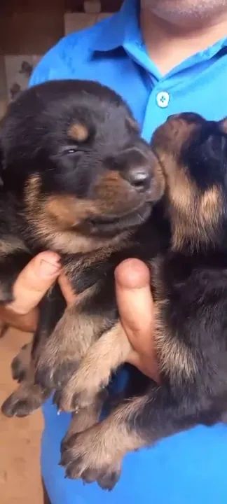Filhotes de Rottweiler - Foto 4