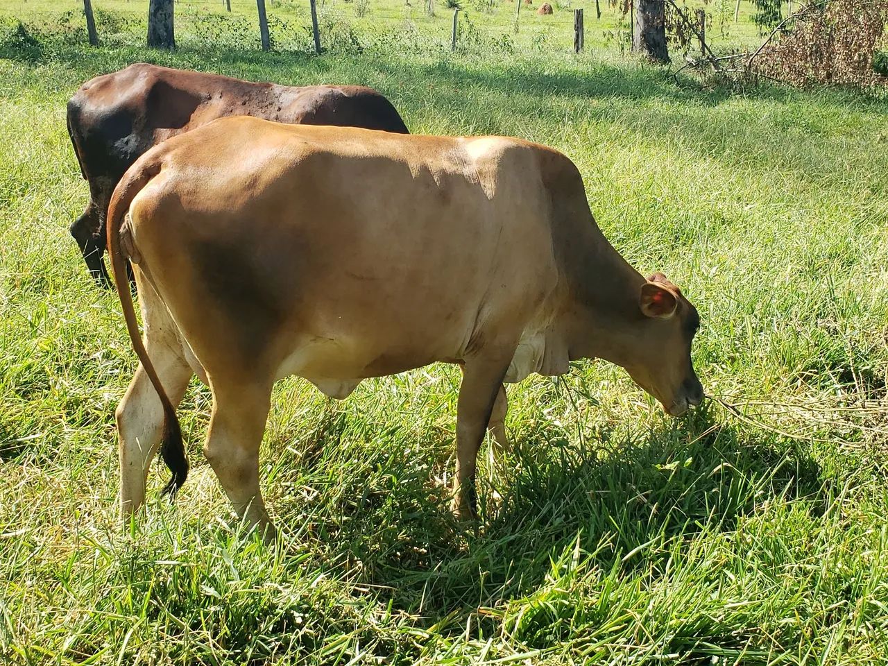 Linda Gersolanda c/ bezerra ao pé