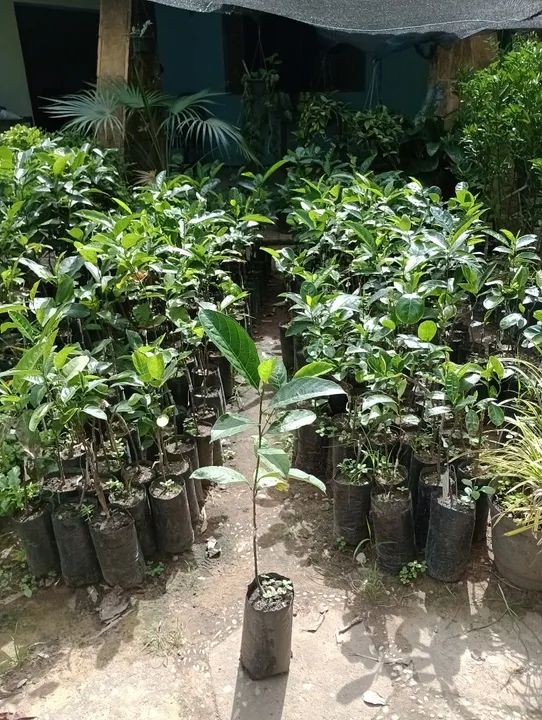 Mudas de Jaca enxertada - Pronta para Plantar - Foto 3